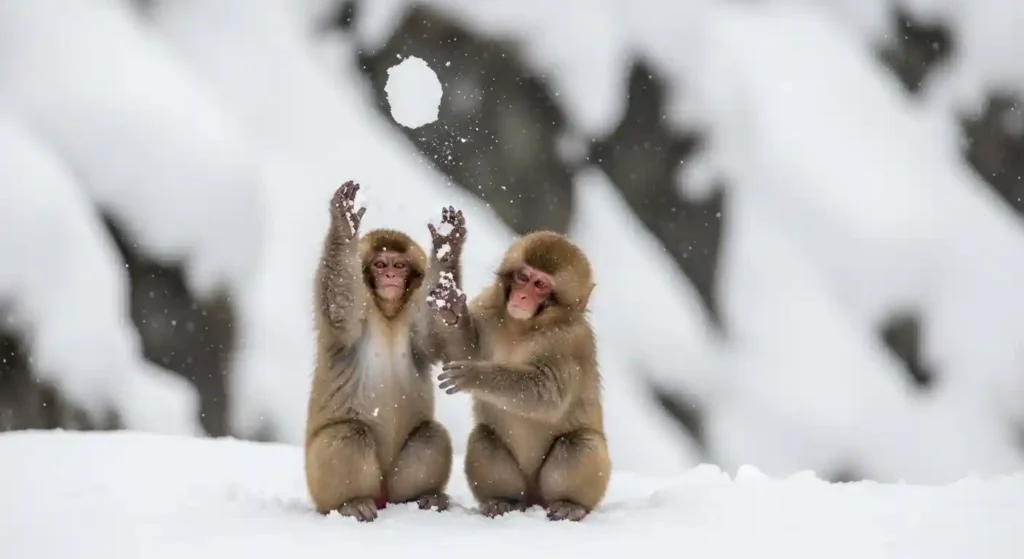 snow-monkeys-hot-springs-japan